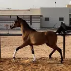 مهره واهو( تم البيع )