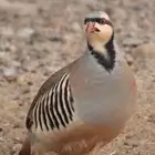 حجل سفع قهد شنير