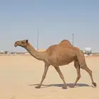 ضريبه