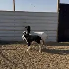 مهاجين متاويم