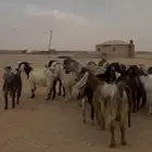 معزا مشاريك مراح