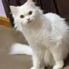 قطط الاحساء