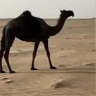 لقحه مجهم