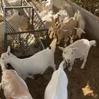 معزا قزميه عدد تقريبا 24 رأس