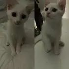 ابساس شيرزاي للتبني