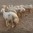 غنم حري ولد