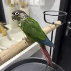 كينور يلو سايد
