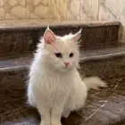 قطه اليفه للبيع سبب البيع ناقلين للتواصل خاص
