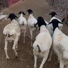 ذبايح للبيع شرق الرياض