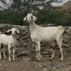 3 معزا بييشيات فاخره تحتها 3