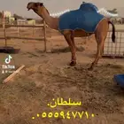 فحول ابل معرفه