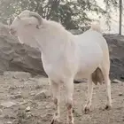 تيس بيشي ابرص معرف لاهل الصنف( تم البيع)