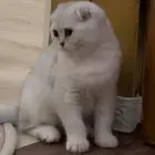 ماشاءالله بارك الله قطه سكوتش فولد