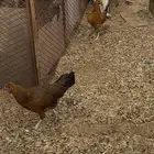 دجاجتين بلدي اصل