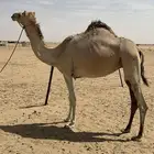 هجن