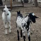 مشروع فحل بيشي امرخ