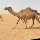 تم البيع