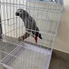 بغبغاء كاسكو