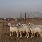 جذعات حريات