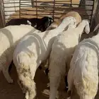 سواكن مرابي طيبه