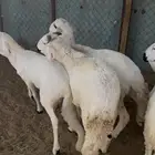 سواكن مرابي فل