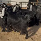 معزا عوارض فاخرة