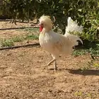 جوز دجاج بولش