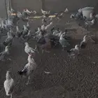 دجاج فيومي العمر 5 شهور وفوق