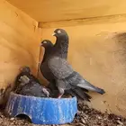 طبات كالو كمنقر