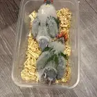 فروخ كنيور يلو سايد