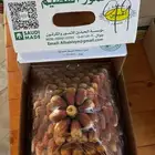 صقعي ملكي مطوق