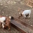 معزا ولاد ثلاث عليها ثلاثه أسنانها سدس