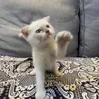 قط صغير للتبني مع اغراضه عمره شهرين ببيعه ب 150