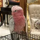 متجر ببغائي