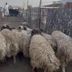 نعيم جبر