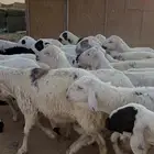 سواكن لللبيع مرابي