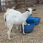 ماعز