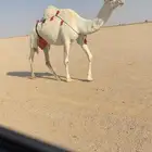 للبيع خلفه وضحا كفووو