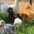 دجاج قطني TOP