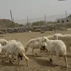 ضان او غنم حري فاخررره وجررروم 22 تحتها 4 ( تم البيع)