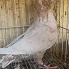 جوز زاجل فراشه اصفر