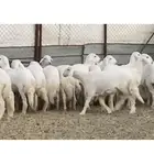 رخال صنف للبيع