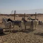 معزا دفيع شرط