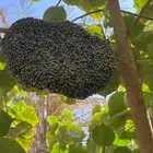 ازاله خلايا النحل من البيوت و الحدائق مجانا