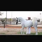 فرس واهو فاااخره انتاج مربط  دبي  الشهير
