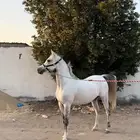 فرس واهو شيخة منتجة وحامل