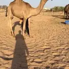 للبيع قعود غرنوقي
