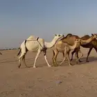 عشراء ثنيه