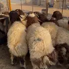 ذبايح