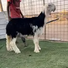رخل نجديه نادره